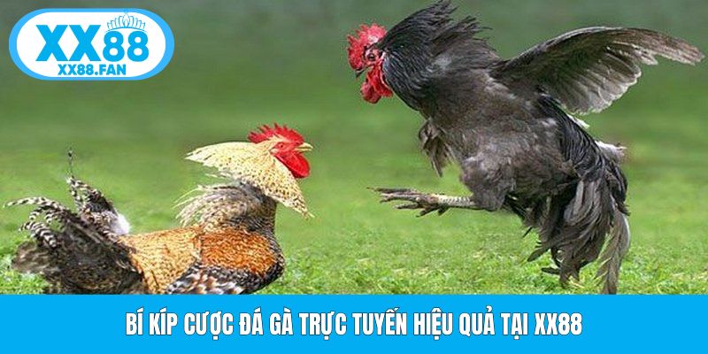 bi-kip-cuoc-da-ga-truc-tuyen-hieu-qua-tai-xx88