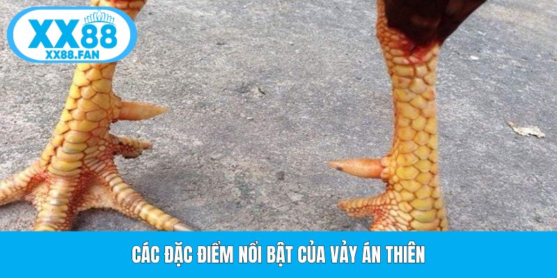 cac-dac-diem-noi-bat-cua-vay-an-thien