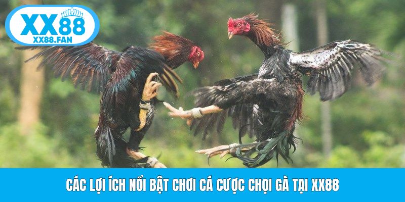 cac-loi-ich-noi-bat-choi-ca-cuoc-choi-ga-tai-xx88