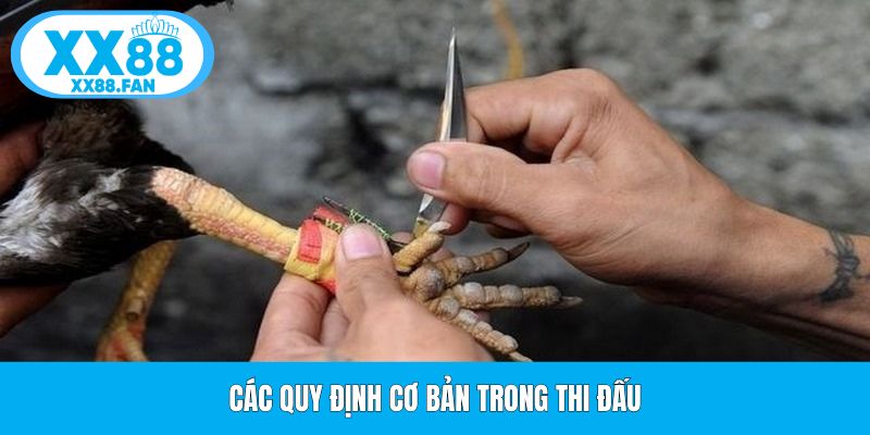 cac-luat-le-nen-tang-ap-dung-trong-qua-trinh-thi-dau