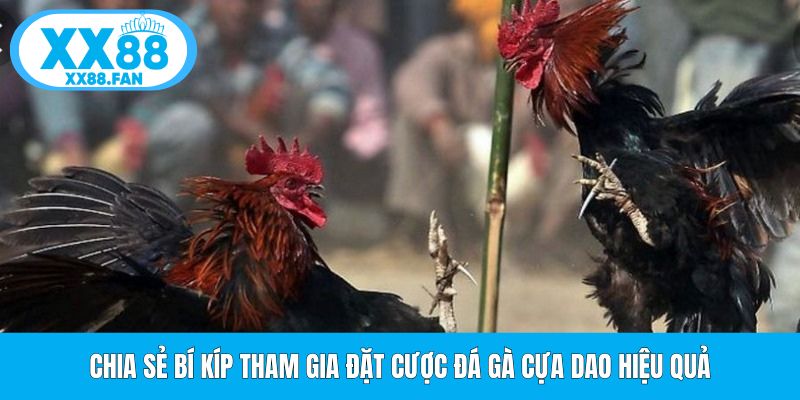 chia-se-bi-kip-tham-gia-dat-cuoc-da-ga-cua-dao-hieu-qua