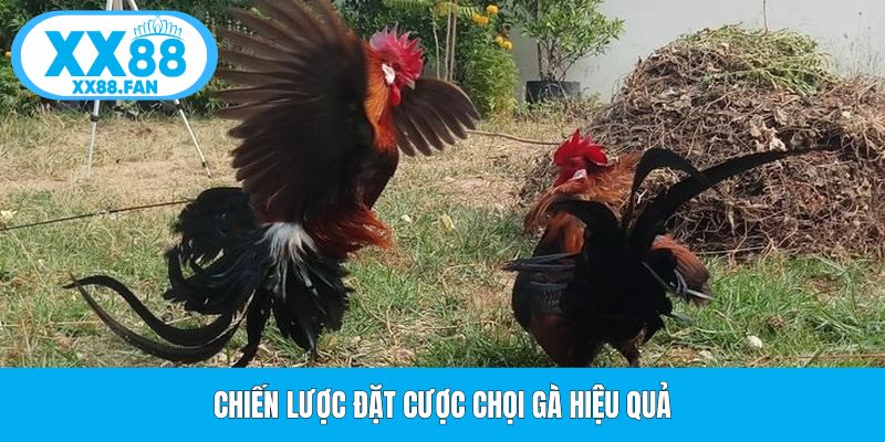 chien-luoc-dat-cuoc-choi-ga-hieu-qua