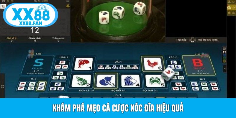 kham-pha-meo-ca-cuoc-xoc-dia-hieu-qua