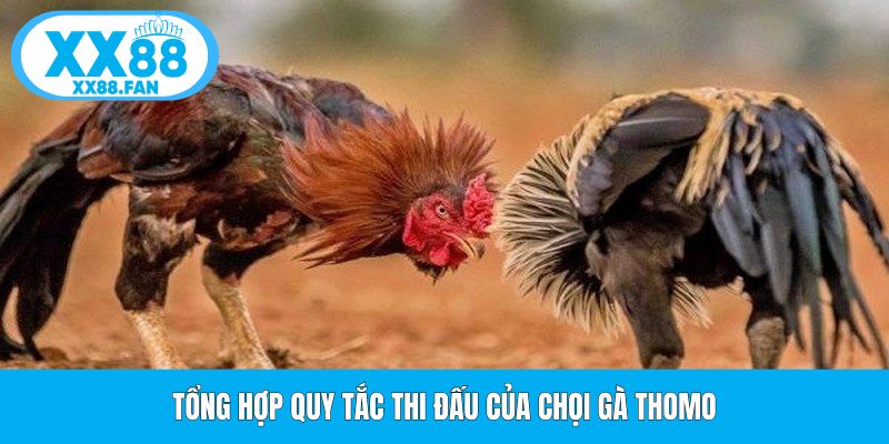 tong-hop-quy-tac-thi-dau-cua-choi-ga-thomo