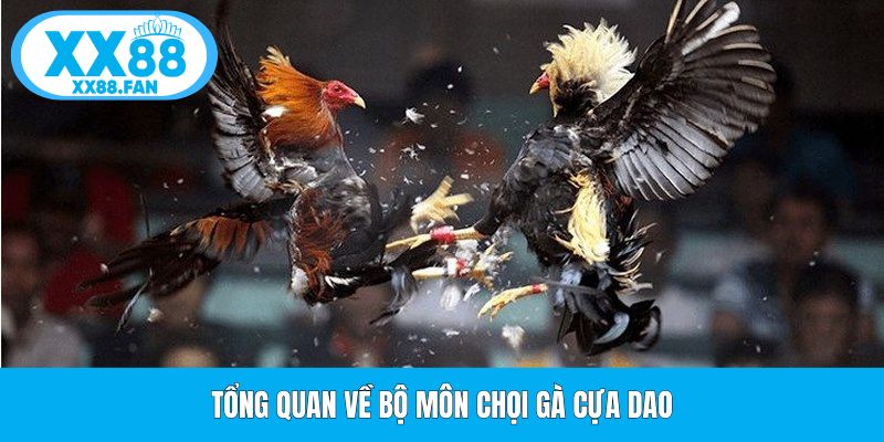 tong-quan-ve-bo-mon-choi-ga-cua-dao